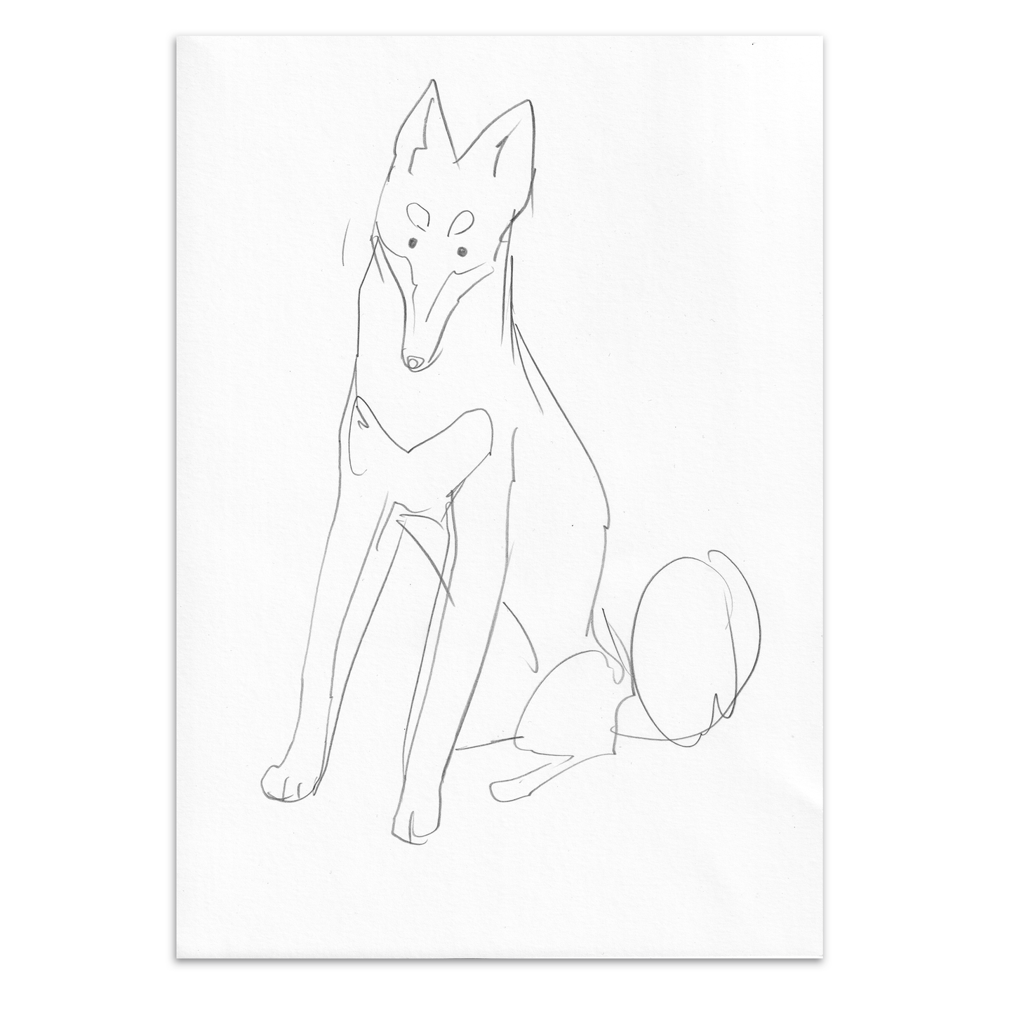 Sitting Klee Kai